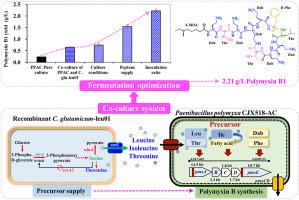 Enhancement of polymyxin B1 production by an artificial microbial consortium of Paenibacillus polymyxa and recombinant Corynebacterium glutamicum producing precursor amino acids