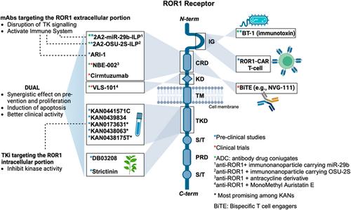 How receptor tyrosine kinase-like orphan receptor 1 meets its partners in chronic lymphocytic leukemia