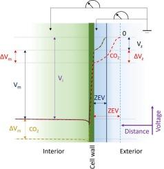 Dependence of cell's membrane potential on extracellular voltage observed in Chara globularis