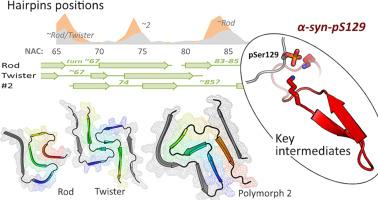 Alpha-synuclein phosphorylation induces amyloid conversion via enhanced electrostatic bridging: Insights from molecular modeling of the full-length protein