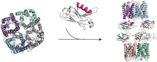 Grafting the ALFA tag for structural studies of aquaporin Z