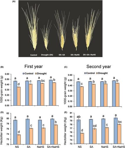 Impact of salicylic acid and sodium hydrosulfide applied singly or in combination on drought tolerance and grain yield in wheat plants