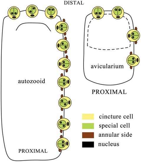 To be a transit link: Similarity in the structure of colonial system of integration and communication pores in autozooids and avicularia of Terminoflustra membranaceotruncata (Bryozoa: Cheilostomata)