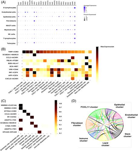 Single-cell RNA sequencing reveals telocytes subsets of human lung