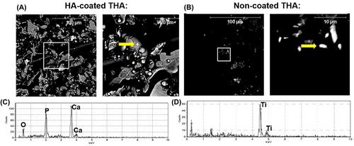 Characterization of residual debris on packaged hip arthroplasty stems demonstrates the dominance of less than 10 μm sized particulate: Updated USP788 guidelines for orthopedic implants