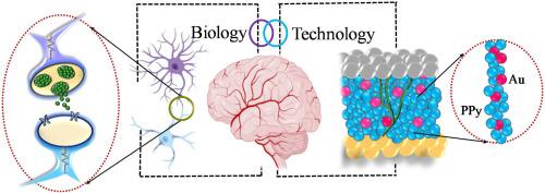 Electrochemical synthesis and functional analysis of self-assembled Au-decorated polypyrrole for non-volatile memory and bio-inspired computing