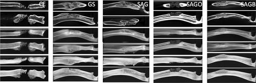 In vivo behavior in rabbit radius bone defect of scaffolds based on nanocarbonate hydroxyapatite