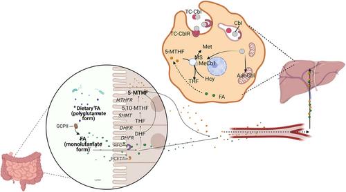 The relationship between folic acid and nonalcoholic fatty liver disease