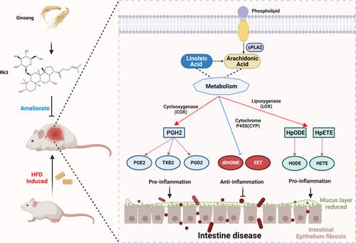 Ginsenoside Rk3 Ameliorates Obesity-Induced Colitis by Modulating Lipid Metabolism in C57BL/6 Mice