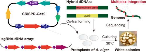 A CRISPR/Cas9-based visual toolkit enabling multiplex integration at specific genomic loci in Aspergillus niger