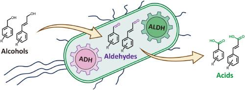 Efficient conversion of aromatic and phenylpropanoid alcohols to acids by the cascade biocatalysis of alcohol and aldehyde dehydrogenases