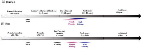 The last stage of development: The restructuring and plasticity of the cortex during adolescence especially at puberty