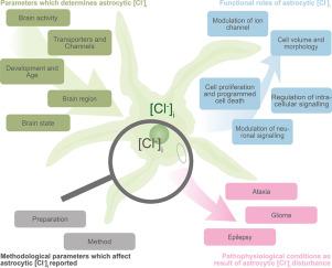 Astrocytic chloride regulates brain function in health and disease