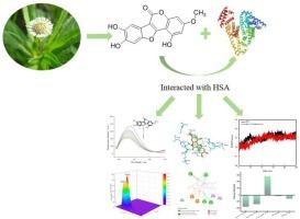 Studies on the binding of wedelolactone to human serum albumin with multi-spectroscopic analysis, molecular docking and molecular dynamic simulation