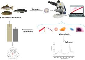 Pervasiveness of microplastics in the gastrointestinal tract of some selected fish species from Turag River alongside the capital city of Bangladesh