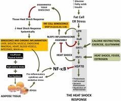 Heat shock response during the resolution of inflammation and its progressive suppression in chronic-degenerative inflammatory diseases