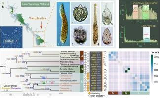 Single-cell transcriptomic analysis reveals genome evolution in predatory litostomatean ciliates