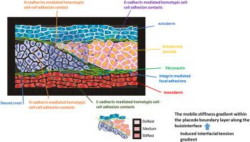 Collective durotaxis along a self-generated mobile stiffness gradient in vivo