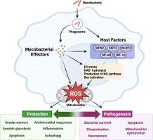 Host and microbial regulation of mitochondrial reactive oxygen species during mycobacterial infections