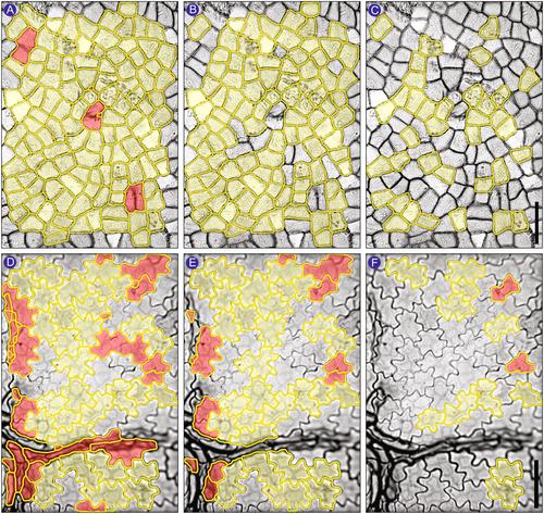 CuticleTrace: A toolkit for capturing cell outlines from leaf cuticle with implications for paleoecology and paleoclimatology