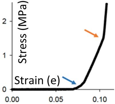 The effect of tessellation on stiffness in the hyoid arch of elasmobranchs