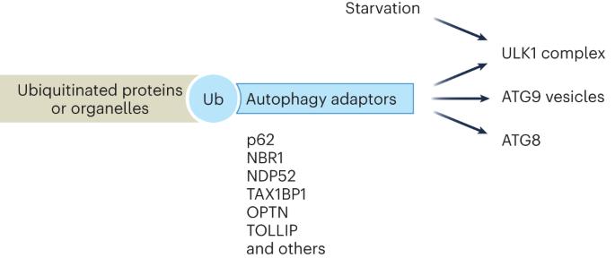 Ubiquitin in autophagy and non-protein ubiquitination