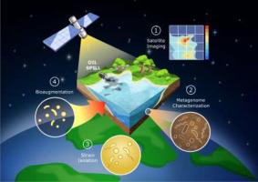 Integration of satellite surveillance and metagenomics for the monitoring and protection of water basins from oil spills