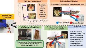 Crop-emptying rate and nectar resource allocation in a nectivorous pollinator