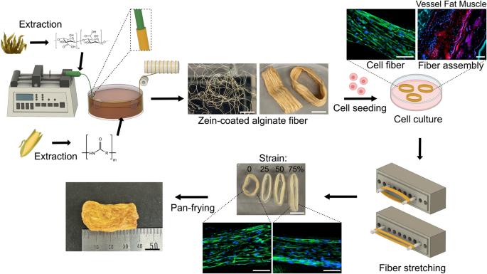 Stretchable zein-coated alginate fiber for aligning muscle cells to artificially produce cultivated meat