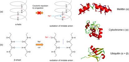 Sodiation of melittin, cytochrome c, and ubiquitin studied by electrospray mass spectrometry: Stabilities of α-helix and β-sheet in basic solutions