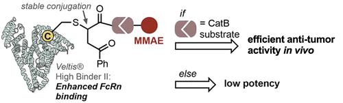 Cathepsin B Processing Is Required for the In Vivo Efficacy of Albumin–Drug Conjugates
