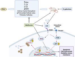 Metformin improves d-galactose induced premature ovarian insufficiency through PI3K-Akt-FOXO3a pathway