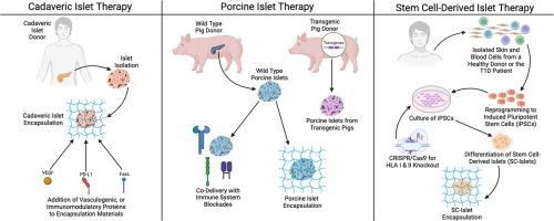 Encapsulation and immune protection for type 1 diabetes cell therapy