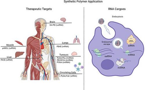 Trends in the synthetic polymer delivery of RNA