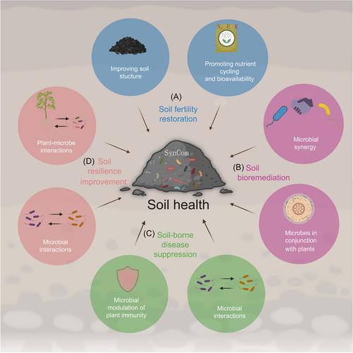 Synthetic microbial communities: Sandbox and blueprint for soil health enhancement