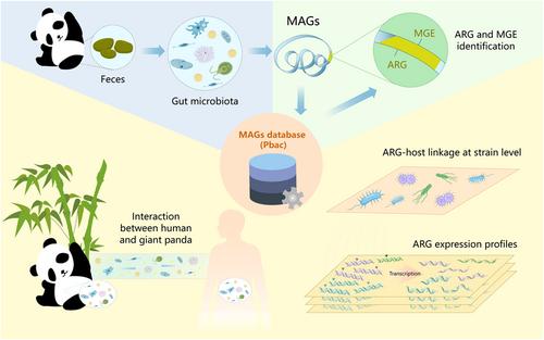 A comprehensive analysis of antibiotic resistance genes in the giant panda gut