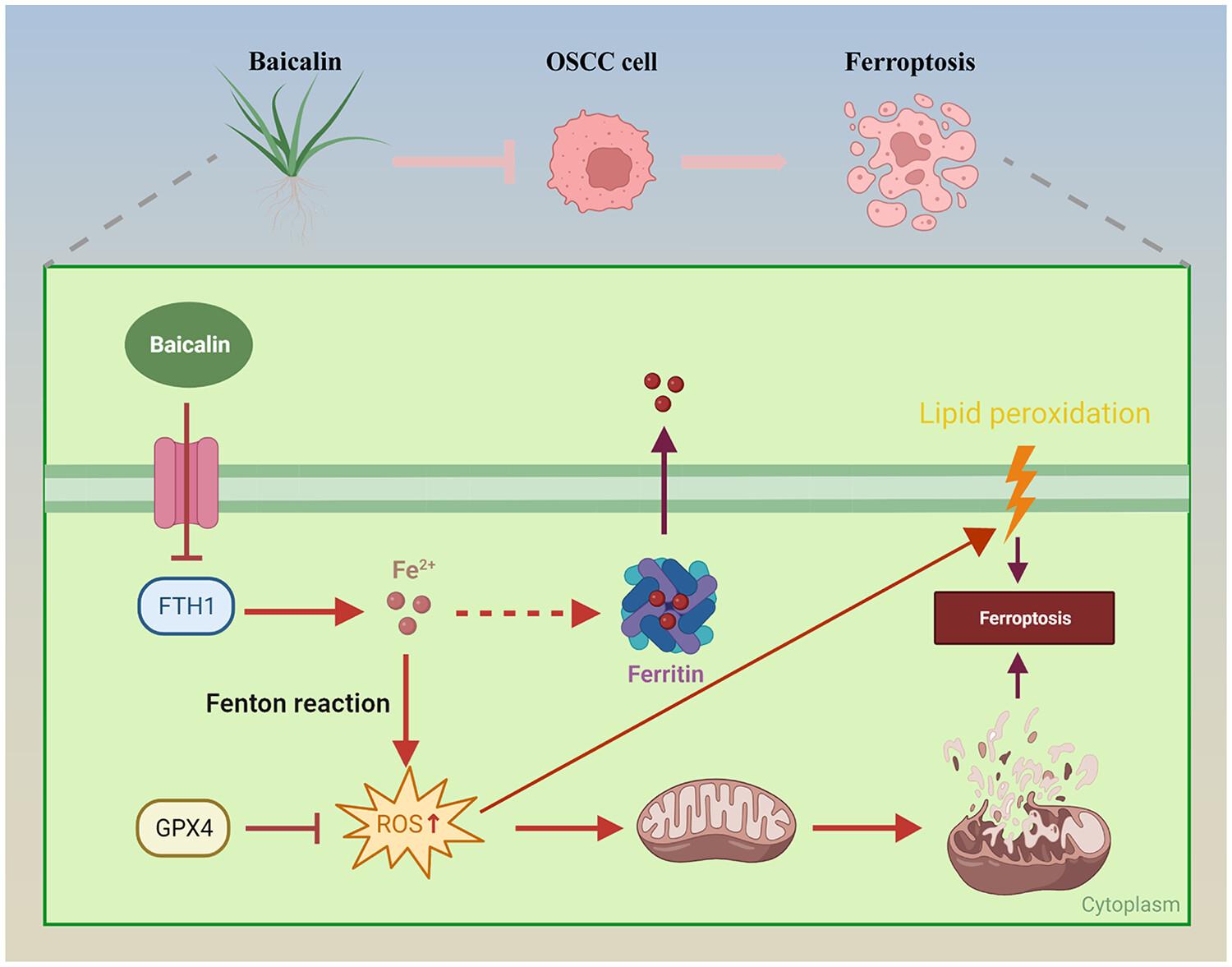 Baicalin induces ferroptosis in oral squamous cell carcinoma by suppressing the activity of FTH1