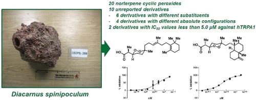 Norterpene Cyclic Peroxides from the Marine Sponge Diacarnus spinipoculum, Inhibitors of Transient Receptor Potential Ankyrin 1