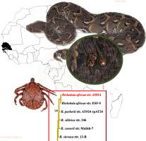 New insights into the systematics of the afrotropical Amblyomma marmoreum complex (Acari: Ixodidae) and the genome of a novel Rickettsia africae strain using morphological and metagenomic approaches