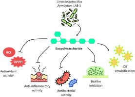 Bioactive exopolysaccharide from Limosilactobacillus fermentum LAB-1: Antioxidant, anti-inflammatory, antibacterial and antibiofilm properties