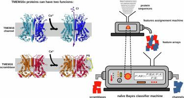 Identification of determinants of lipid and ion transport in TMEM16/anoctamin proteins through a Bayesian statistical analysis