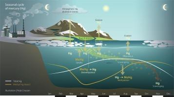 Biotic transformation of methylmercury at the onset of the Arctic spring bloom