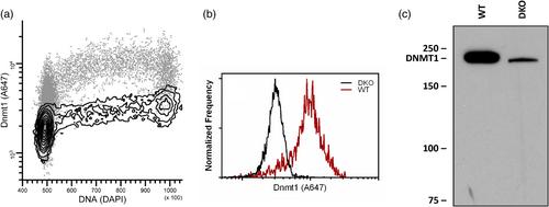 Flow cytometry of DNMT1 as a biomarker of hypomethylating therapies