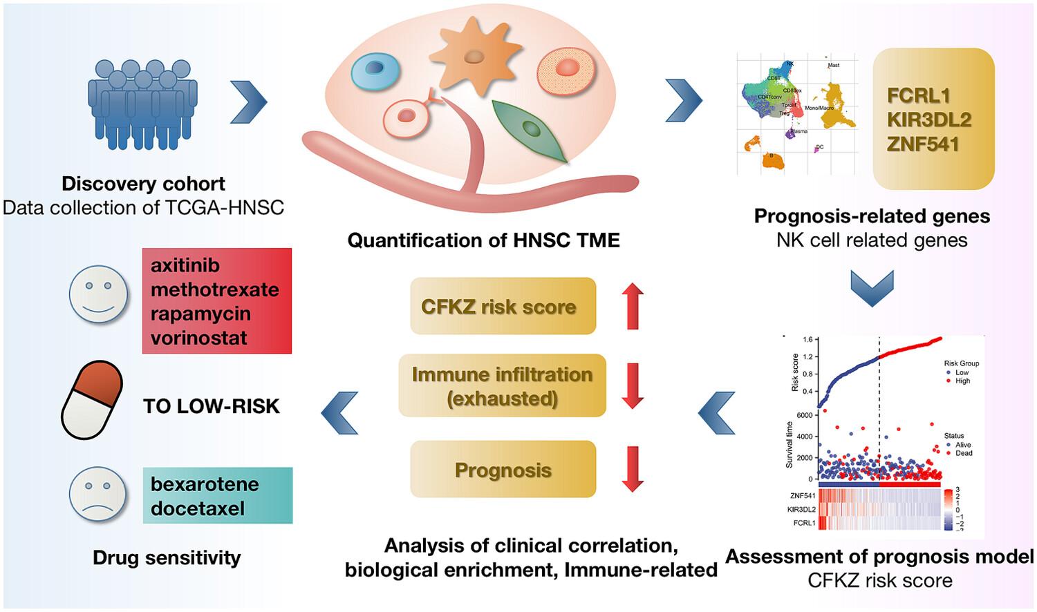 Natural killer cell-based signature: Prognostic analysis in head and neck squamous cell carcinoma