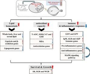 Optimal dietary lipid levels alleviated adverse effects of high temperature on growth, lipid metabolism, antioxidant and immune responses in juvenile turbot (Scophthalmus maximus L.)