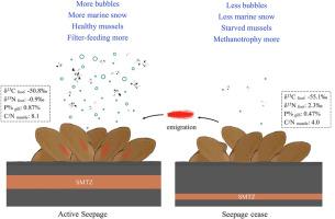 Trophic relationship between mussels and scale worms under various seepage intensities in the haima cold seep: Insights from stable isotopes (δ13C and δ15N) and C:N:P stoichiometry