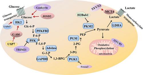 Deubiquitination of Abelson tyrosine kinase: A novel regulatory mechanism targeting non-small cell lung cancer glycolysis