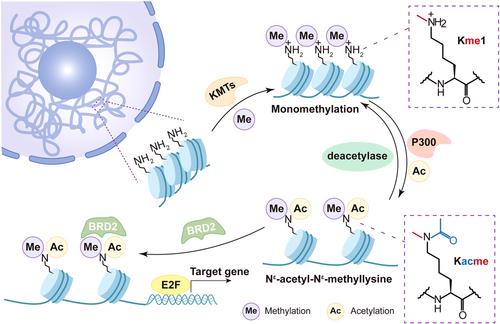 Acetyl-methyllysine: A new posttranslational modification used to mark chromatin