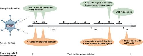 Role of homologous recombination/recombineering on human adenovirus genome engineering: Not the only but the most competent solution