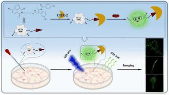 A COX2-targeting cancer-specific fluorescent probe for hydrogen sulfide detection in living cells, Caenorhabditis elegans, and zebrafish†